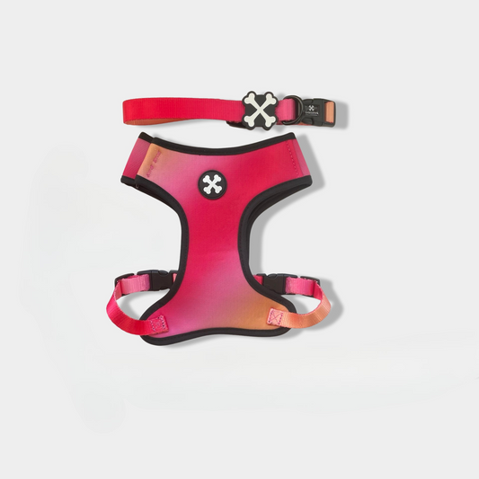 Pink Lemonade Couple Bundle Dog Collar & Harness